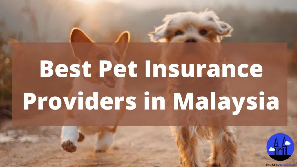 Best Pet Insurance Providers in Malaysia