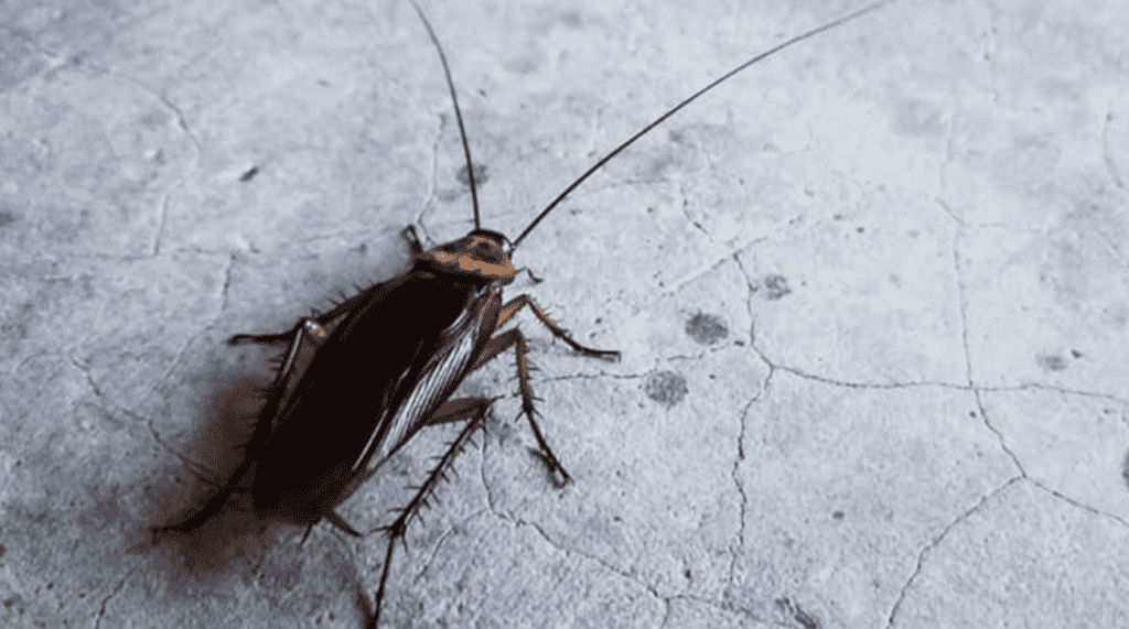 1) Cockroaches