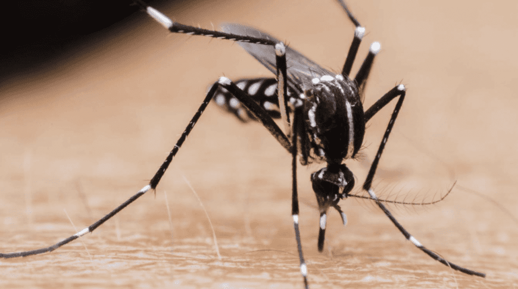 2) Mosquitoes
