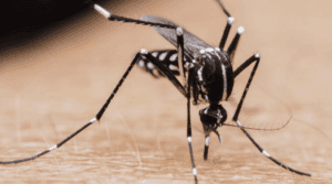 2) Mosquitoes
