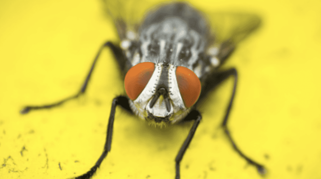 3) House Flies