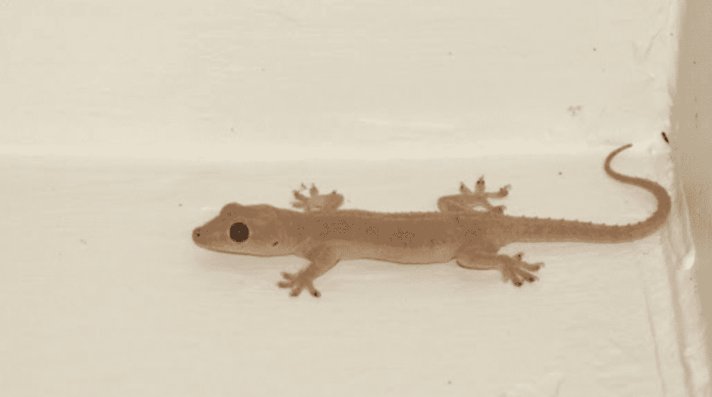 4) Lizards