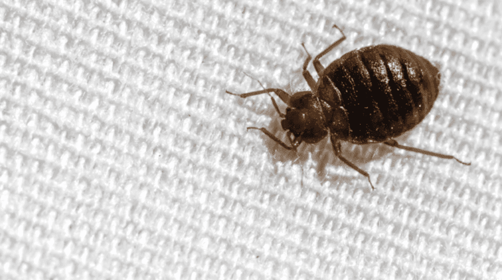 5) Bed Bugs