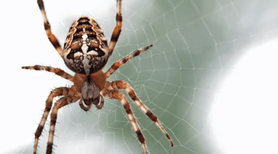 6) Spiders