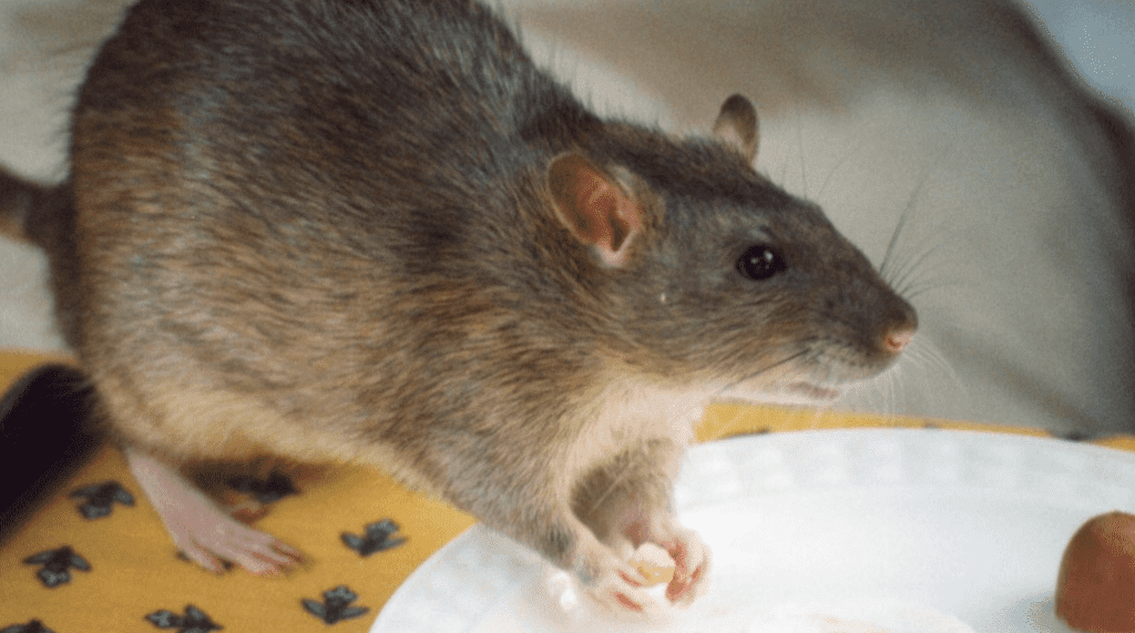 7) Rats