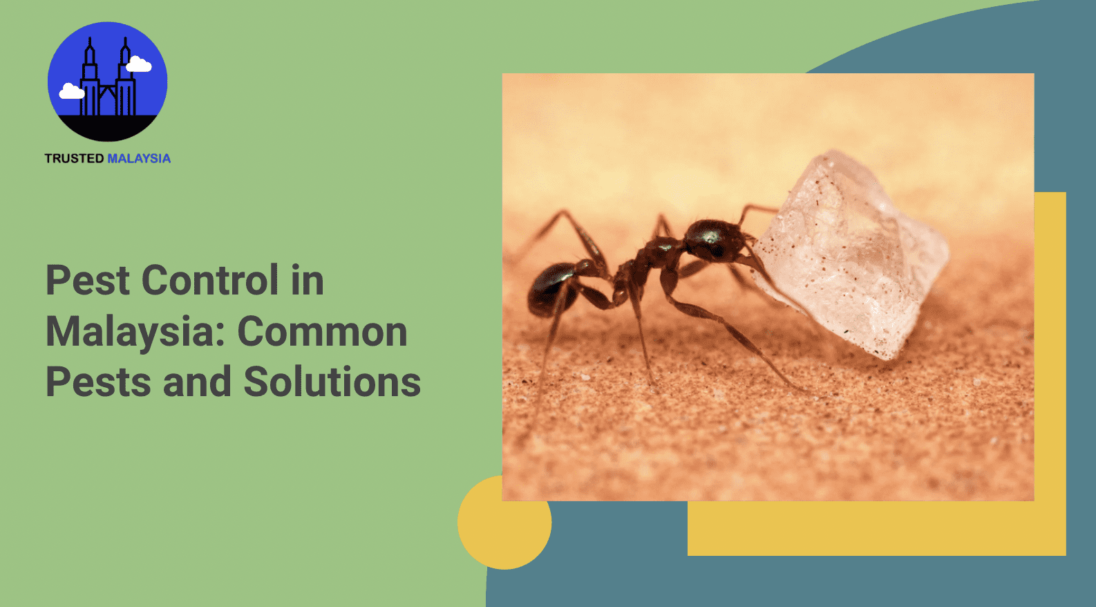 Pest Control in Malaysia Common Pests & Solutions