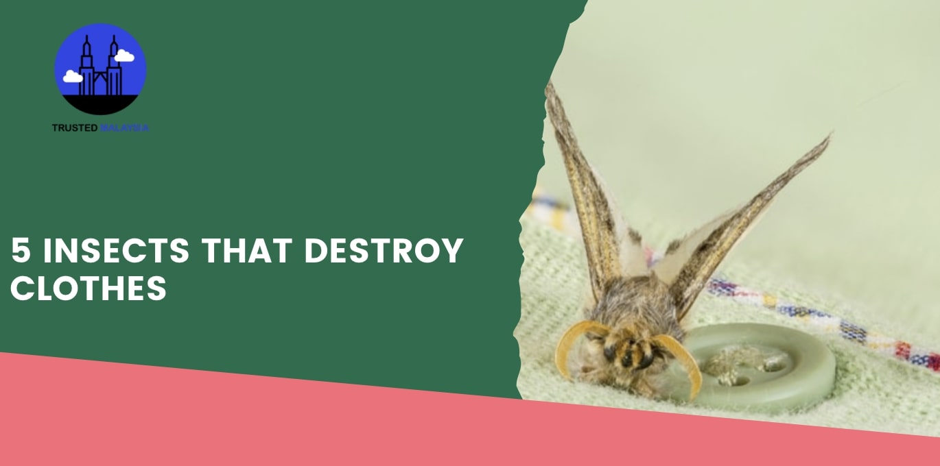 5 Insects That Destroy Clothes