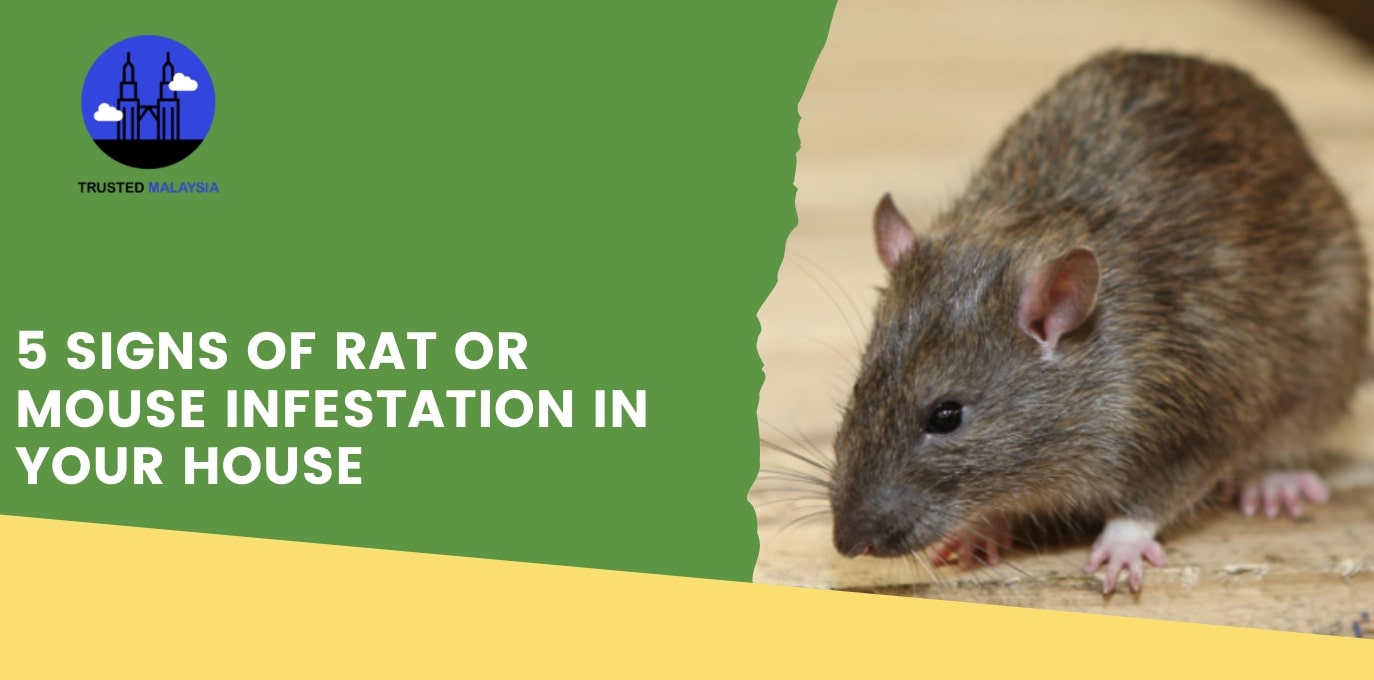 5 Signs of Rat or Mouse Infestation in Your House