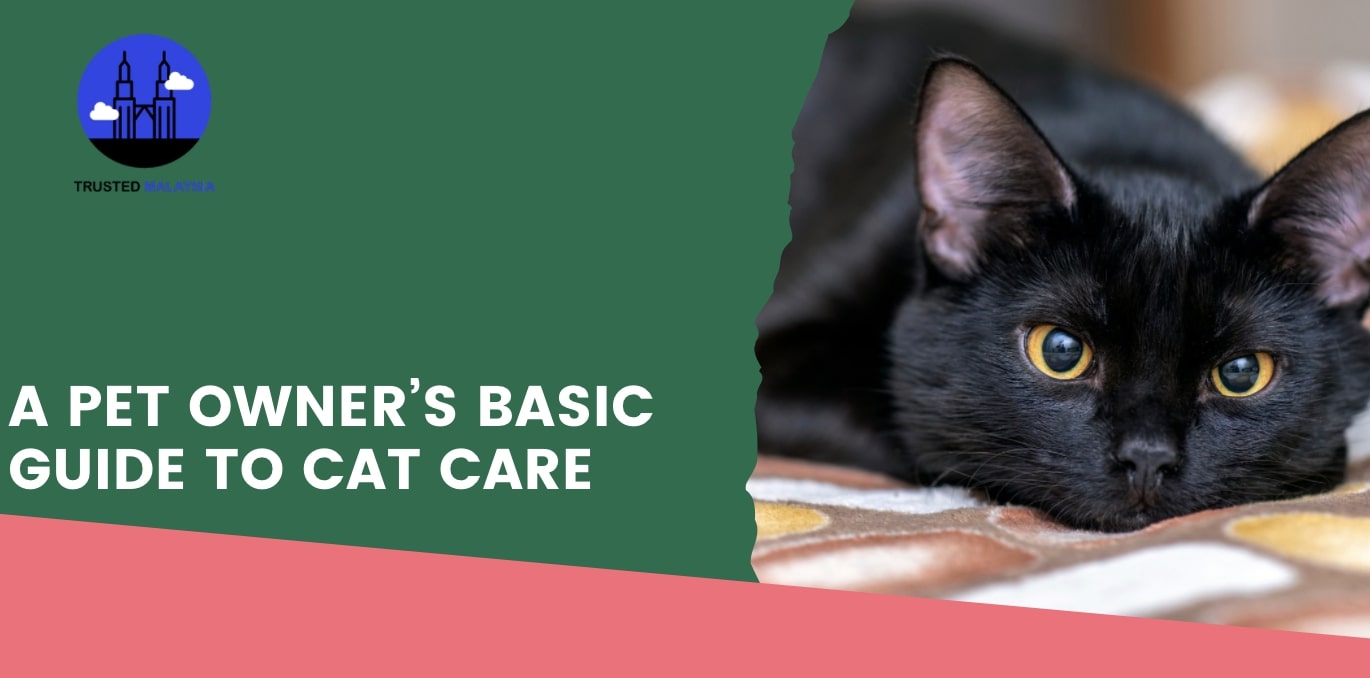 A Pet Owner’s Basic Guide to Cat Care