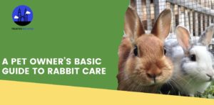 A Pet Owner’s Basic Guide to Rabbit Care
