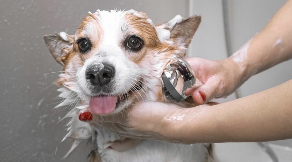 Bathe your pet regularly