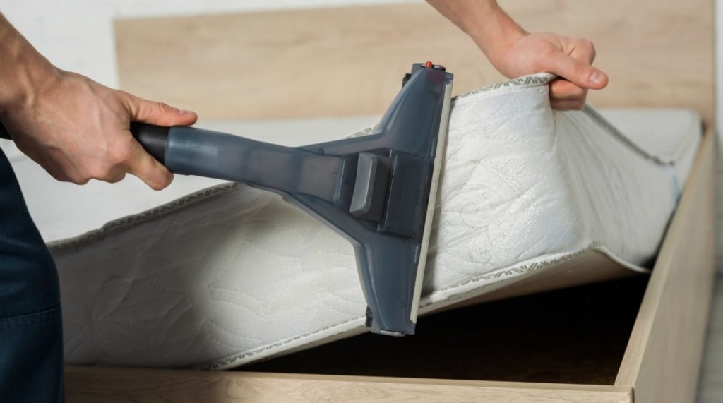 Brush off and vacuum the bed bugs