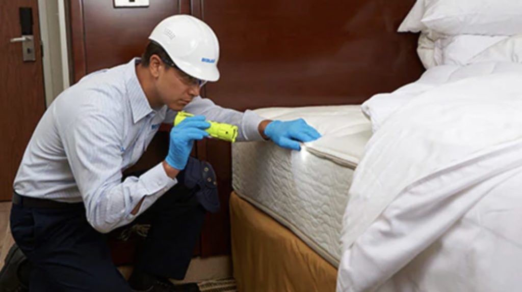 Call a bed bug specialist