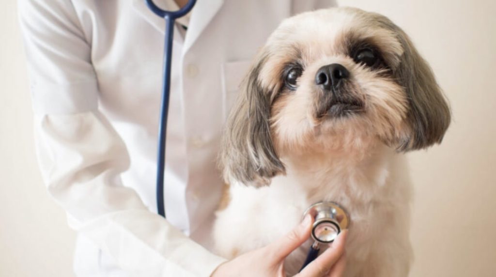 Call your vet