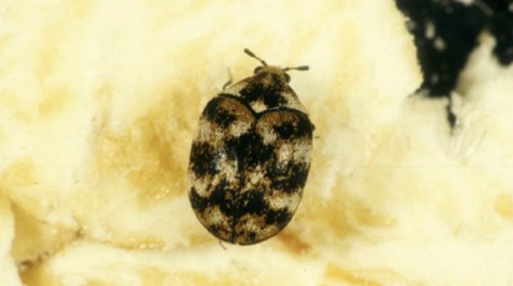 Carpet Beetle