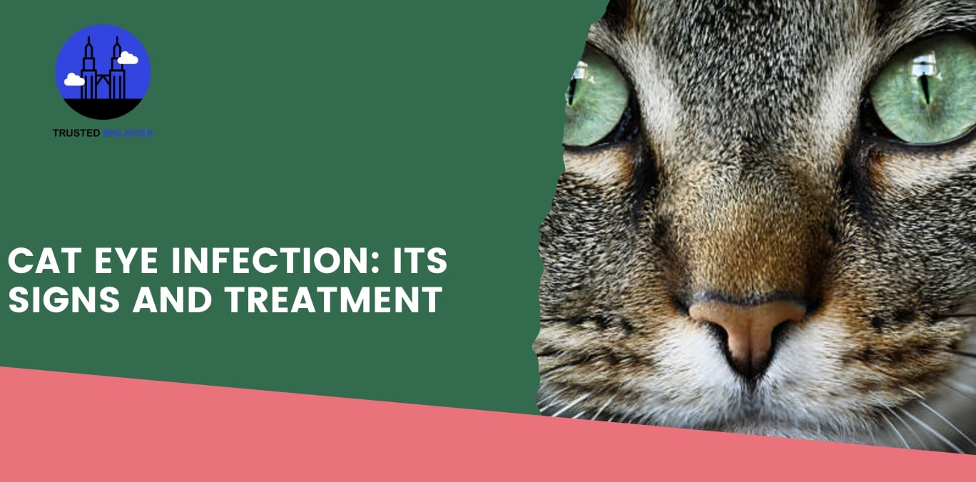 Cat Eye Infection Its Signs and Treatment