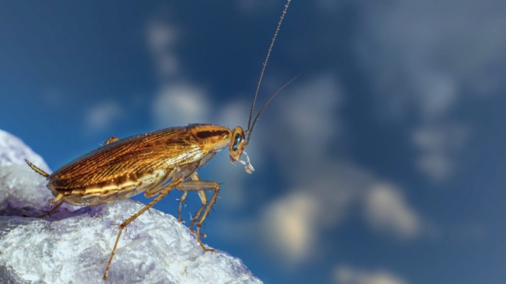 Cockroach