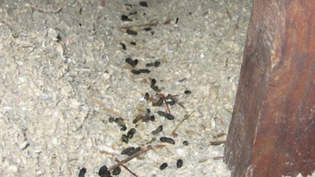 Droppings