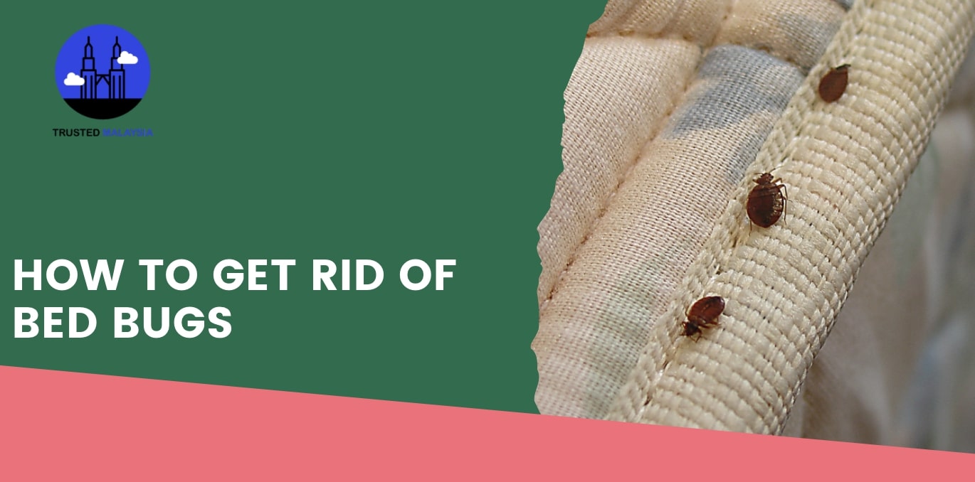 How to Get Rid of Bed Bugs