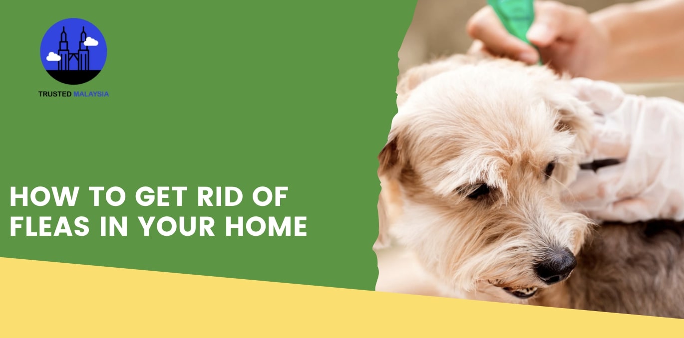 How to Get Rid of Fleas in Your Home