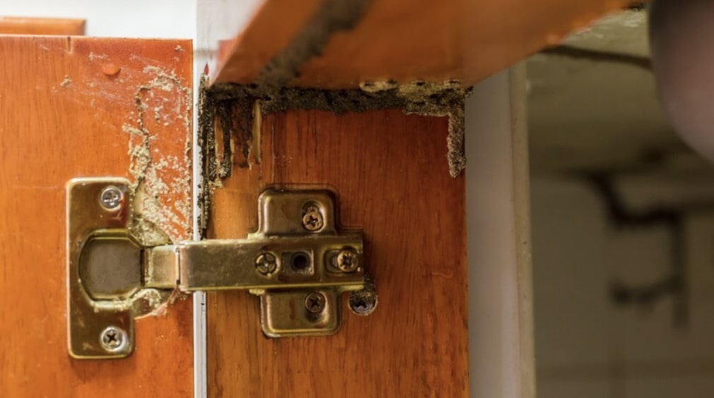How to Get Rid of Termites (2)