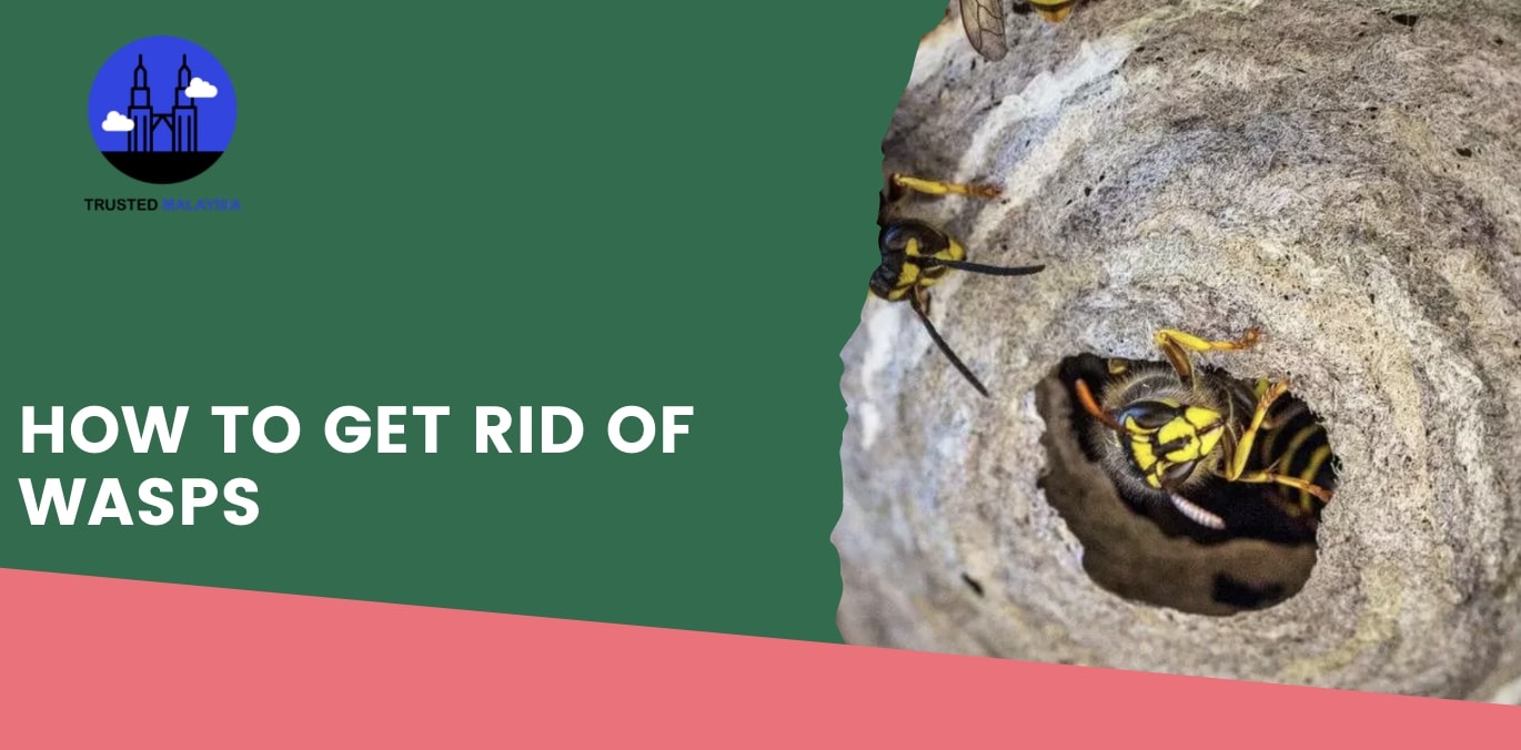 How to Get Rid of Wasps