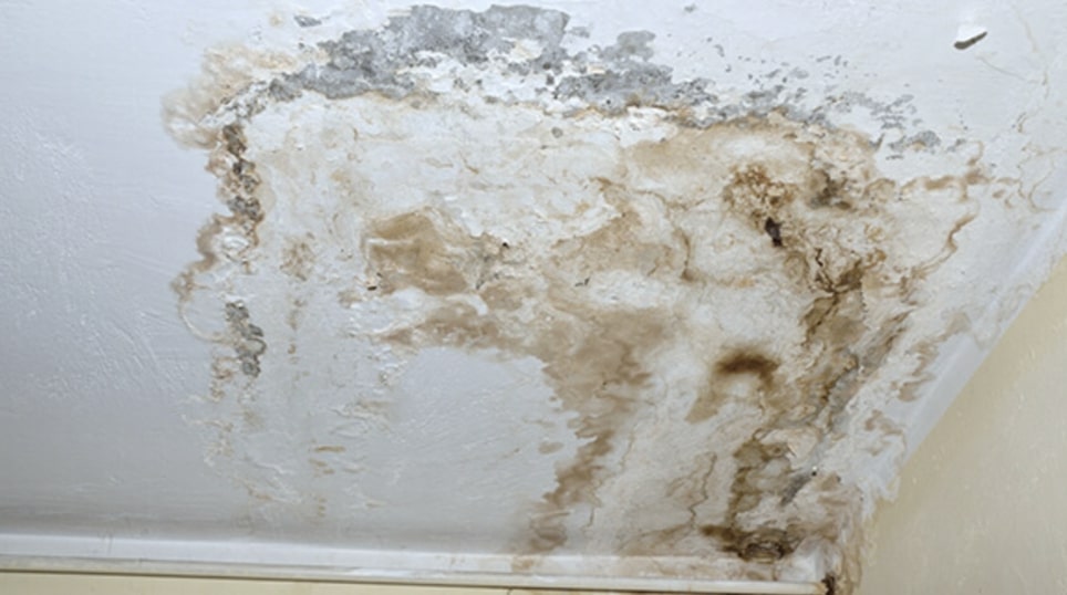 How to Remove Mould from Walls and Ceilings