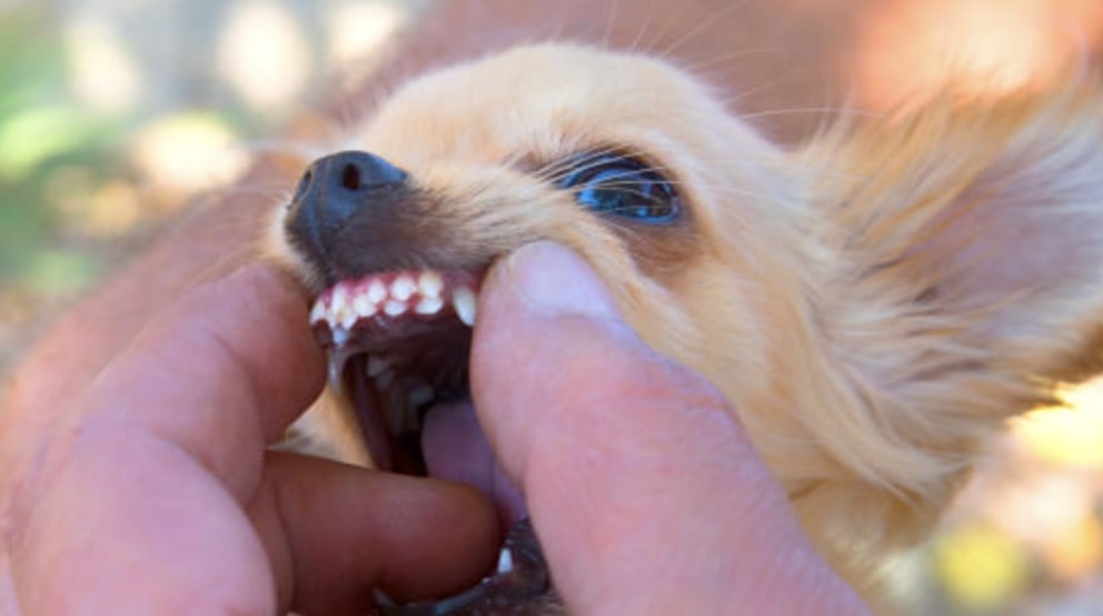 How to Take Care of Your Puppy’s Teeth