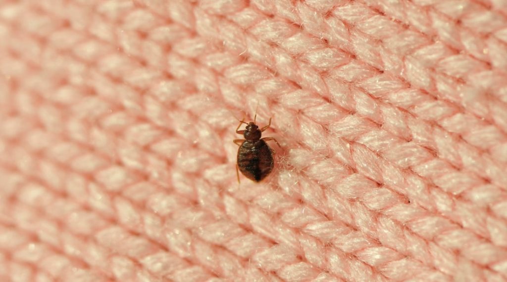 Identify infested places