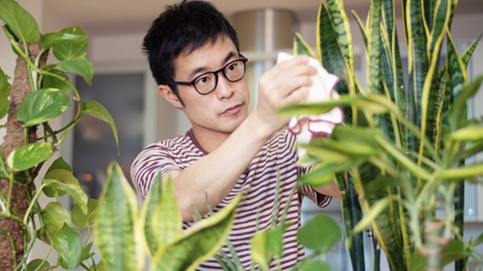 It keeps your indoor plants healthy
