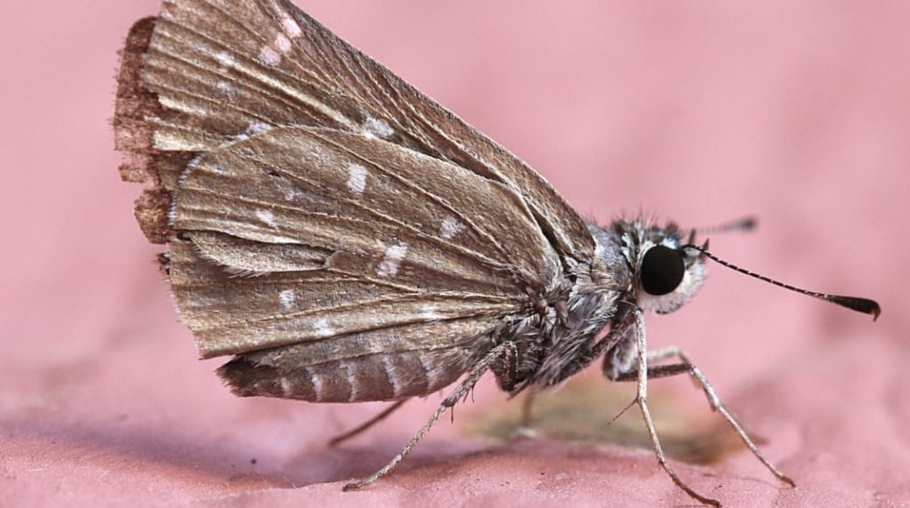 Moths