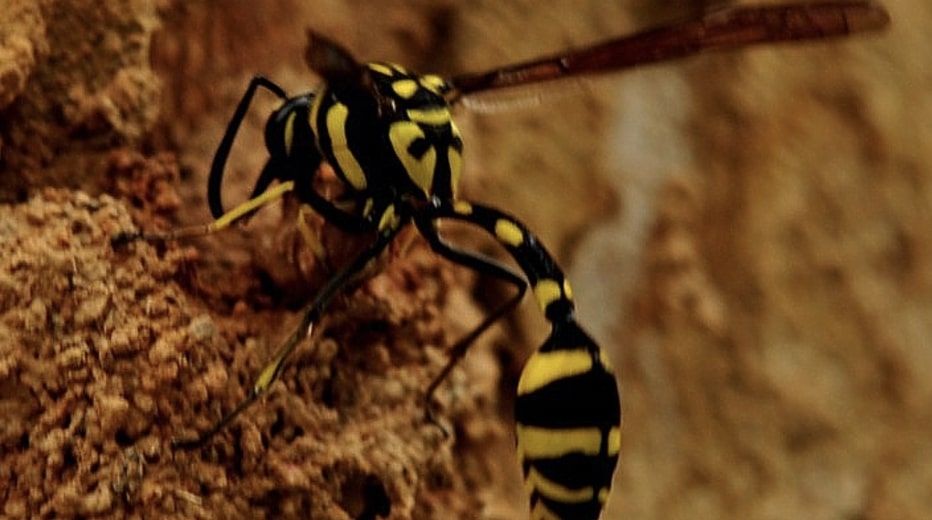 Mud Daubers