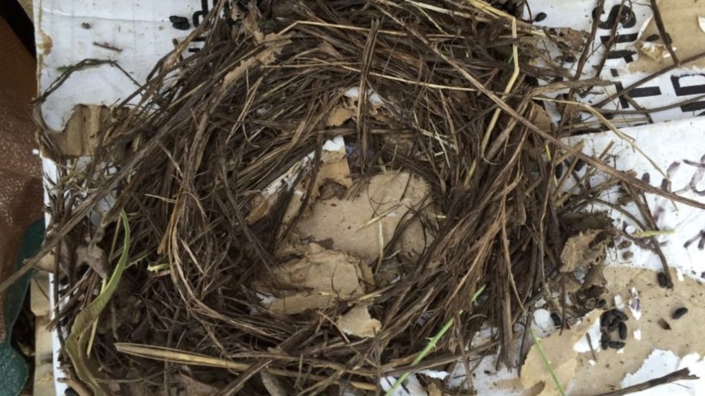 Nest