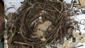 Nest