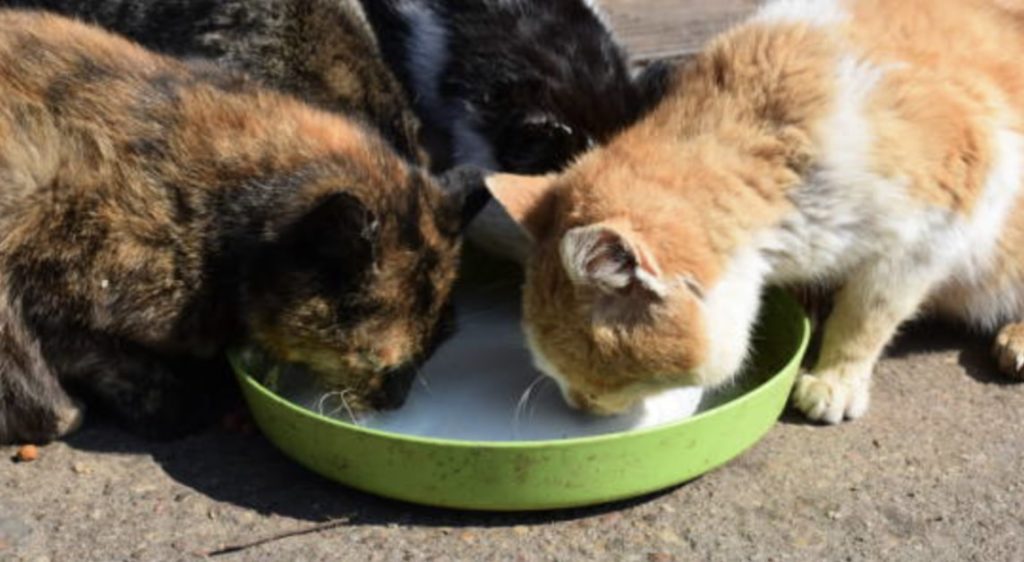 Reasons Your Cat Is Drinking a Lot of Water