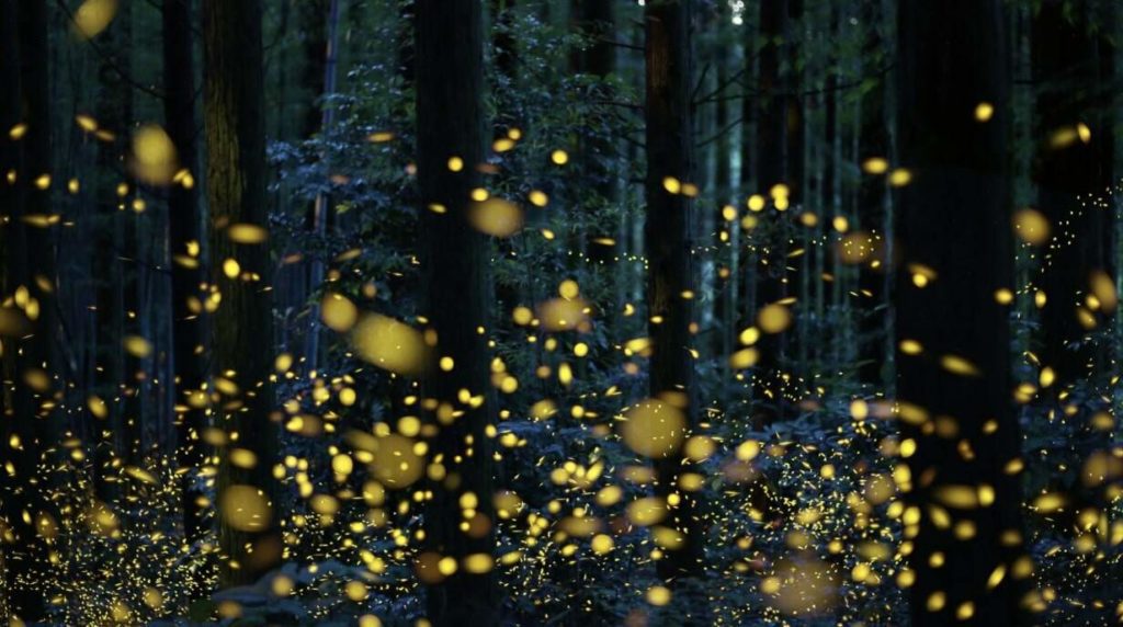 Ride a boat to see the glowing fireflies in the Selangor River