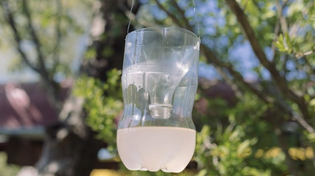 Set up wasp traps