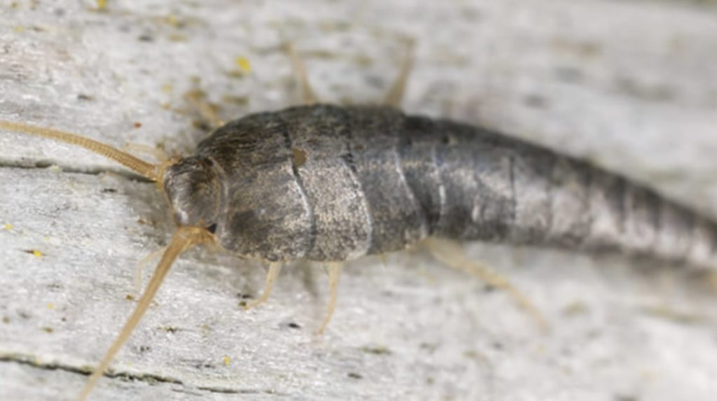 Silverfish