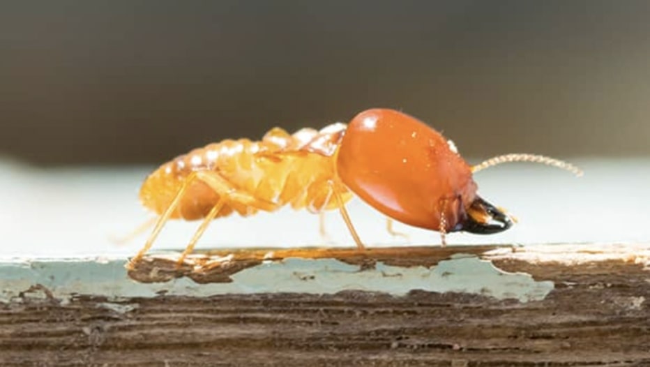 Termites