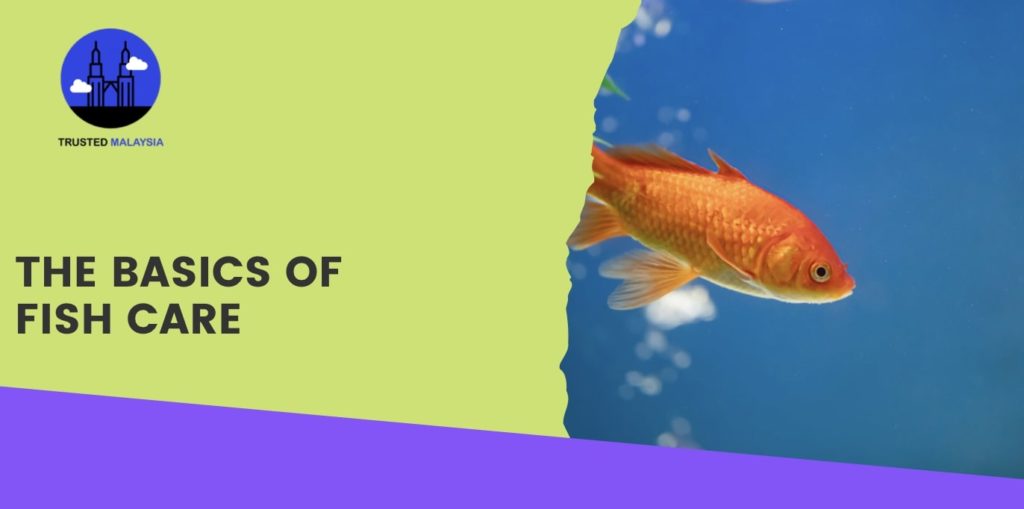 The Basics of Fish Care