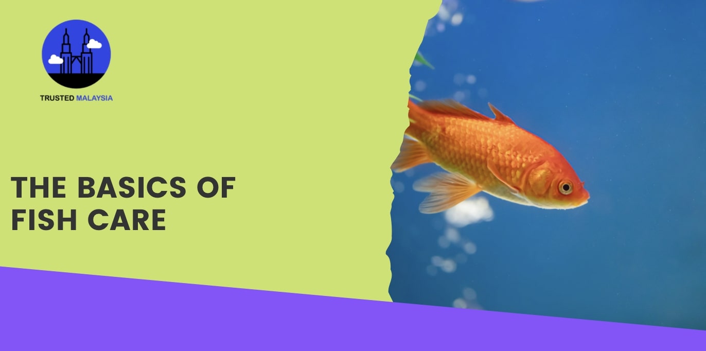 The Basics of Fish Care