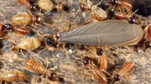 The Different Types of Termites