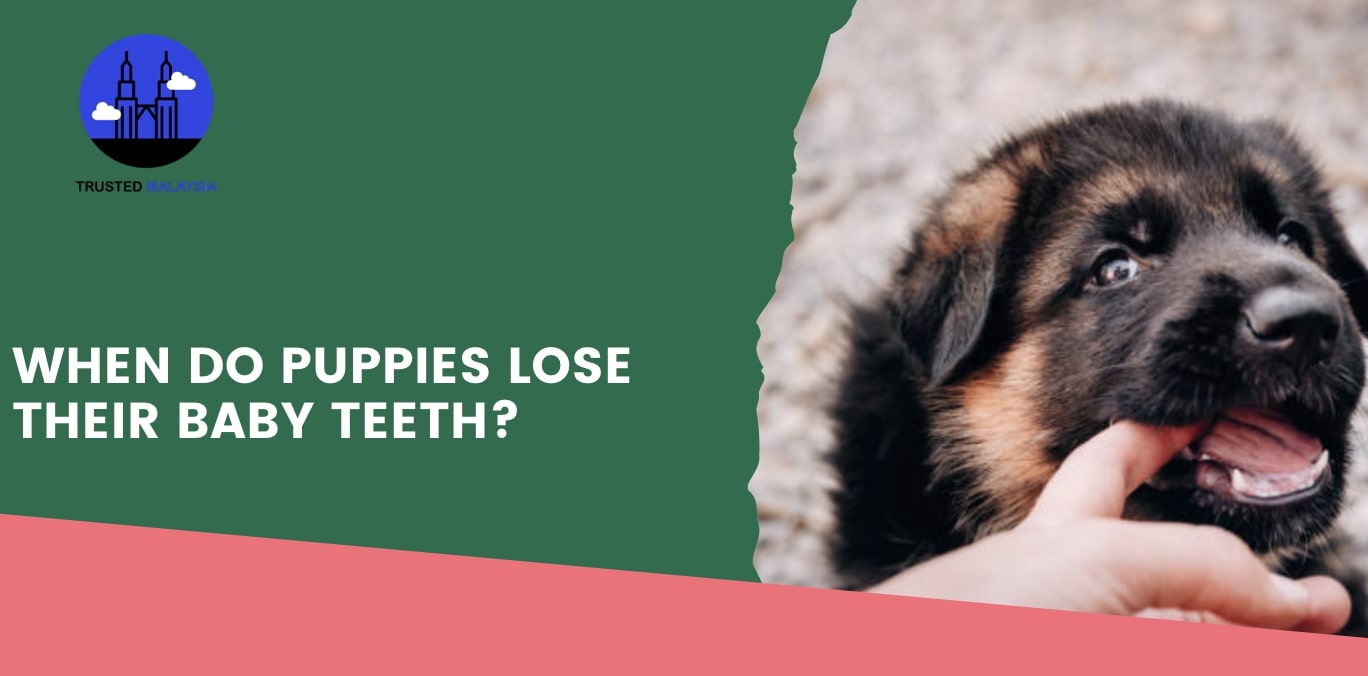 When do puppies lose their baby teeth