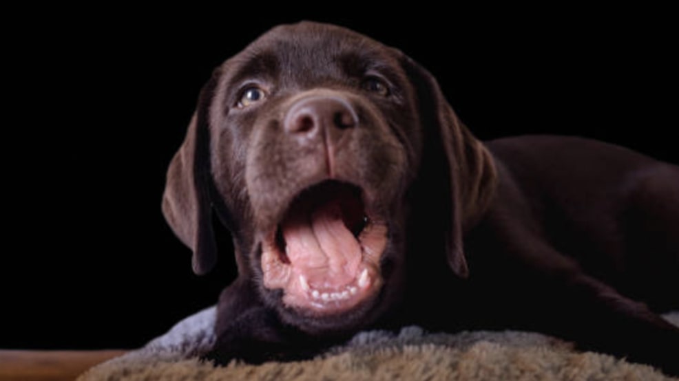 When does a puppy lose their teeth