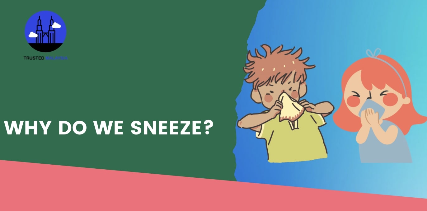Why do we sneeze