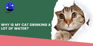 Why is my cat drinking a lot of water