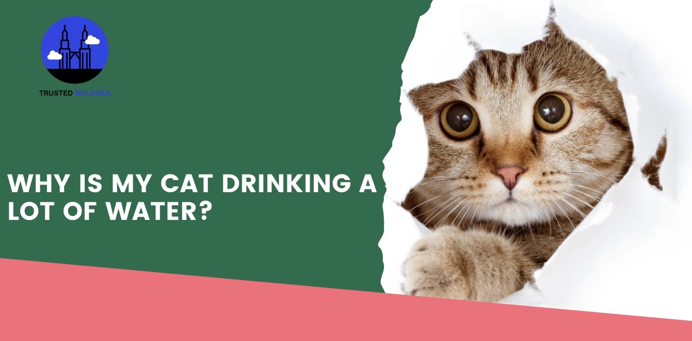 Why is my cat drinking a lot of water