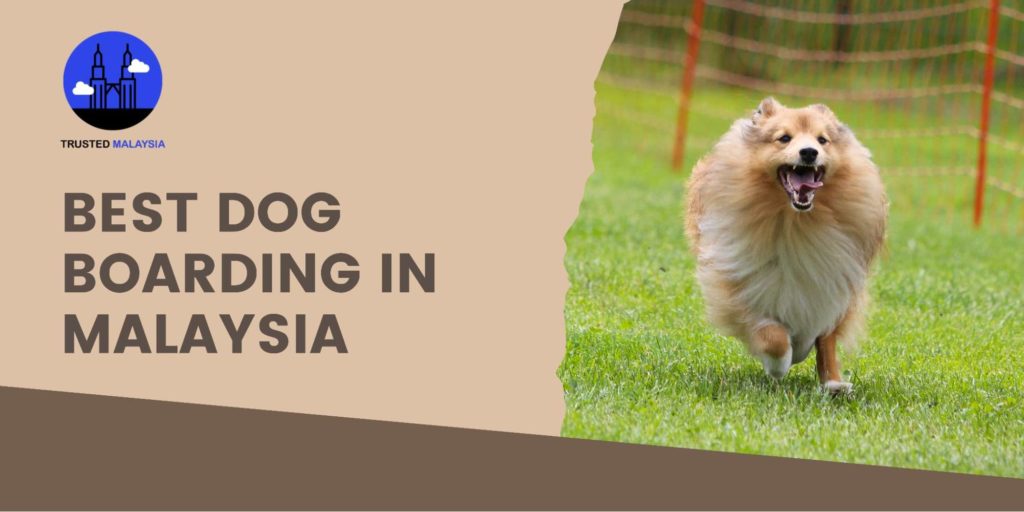 Best Dog Boarding in Malaysia