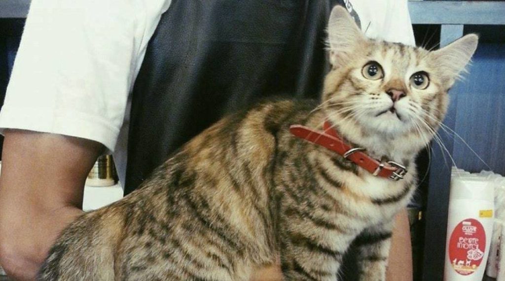 Petsarecute Damansara homepage