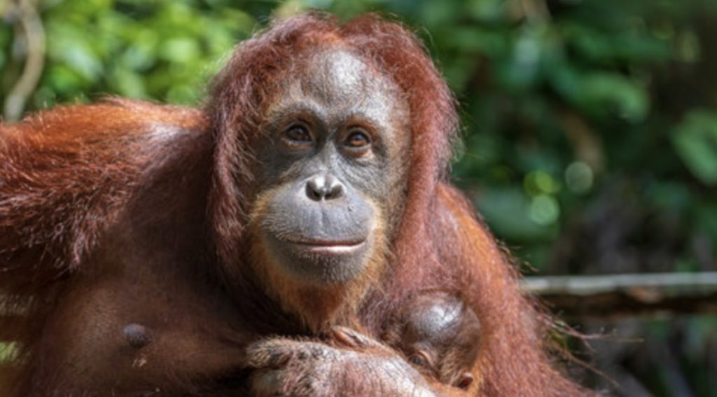 See the playful orangutans in Borneo